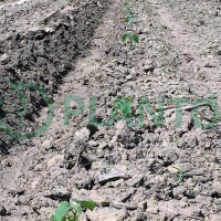 14745276414565_201506_ElemirSadnja052015 (10).JPG